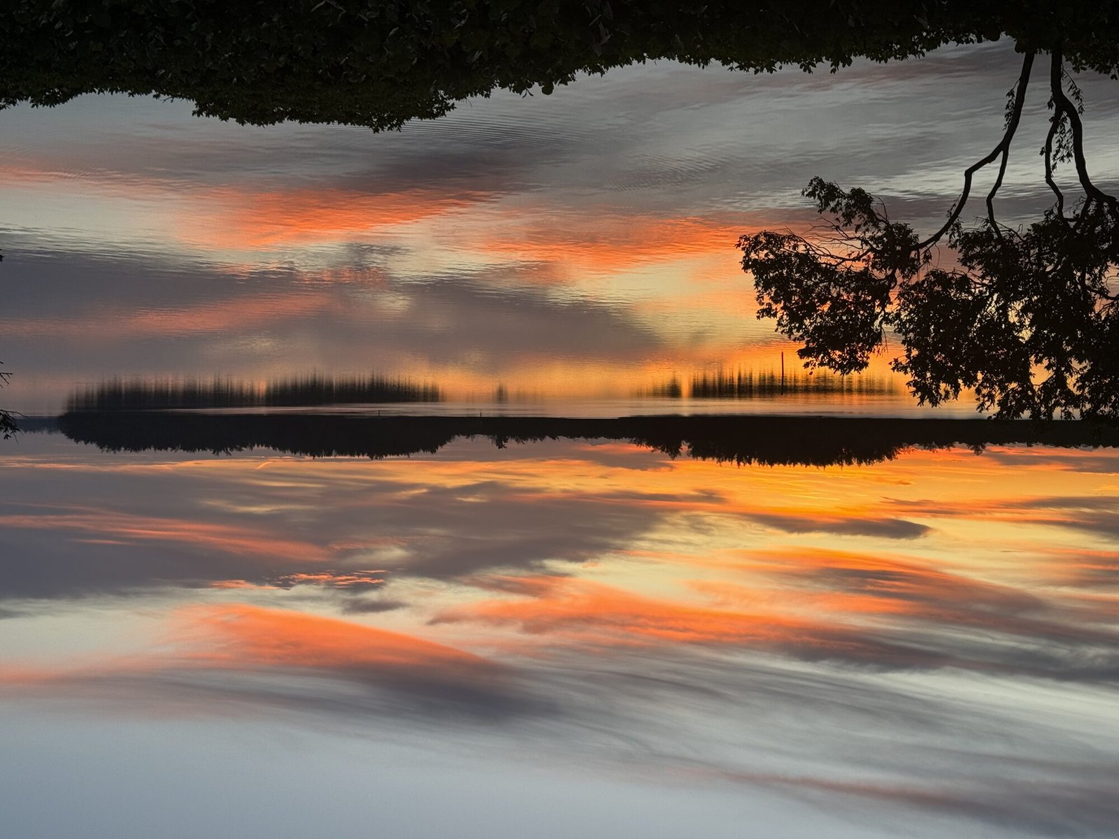Reflected sunset over the water and mangrove treeline